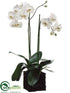 Silk Plants Direct Phalaenopsis Orchid Plant - White Green - Pack of 1