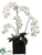 Phalaenopsis Orchid Plant - White Green - Pack of 1