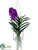 Vanda Orchid Hanging Plant - Violet - Pack of 1