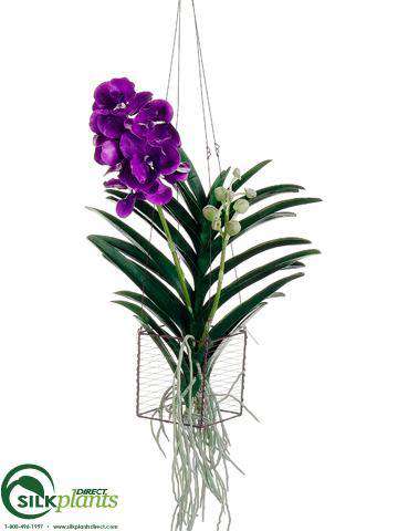 hanging violet plant Vanda Orchid Hanging Plant - Violet - Pack of 1 - (CIV-392OHLS)