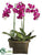 Phalaenopsis Orchid Plant - Orchid - Pack of 1