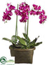 Silk Plants Direct Phalaenopsis Orchid Plant - Orchid - Pack of 1