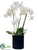 Phalaenopsis Orchid Plant - Cream Green - Pack of 1