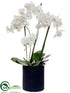 Silk Plants Direct Phalaenopsis Orchid Plant - Cream Green - Pack of 1