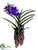 Vanda Orchid Plant - Purple Lavender - Pack of 1