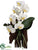 Phalaenopsis Orchid Plant - White Green - Pack of 1