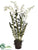 Dendrobium Orchid Plant - Cream Green - Pack of 1