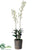 Dendrobium Orchid Plant - Cream - Pack of 1