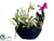 Lady Slipper Orchid, Dendrobium Orchid, Oncidium Orchid Plant - Orchid Green - Pack of 2