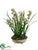 Cymbidium Orchid Plant - Burgundy Green - Pack of 1