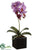 Phalaenopsis Orchid Plant - Orchid Lilac - Pack of 3