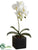 Phalaenopsis Orchid Plant - White - Pack of 3