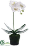 Silk Plants Direct Phalaenopsis Orchid Plant - White - Pack of 6