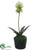 Lady's Slipper Orchid Plant - Cream Green - Pack of 6