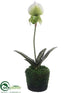 Silk Plants Direct Lady's Slipper Orchid Plant - Cream Green - Pack of 6