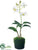 Dendrobium Orchid Plant - White - Pack of 6