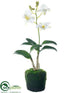 Silk Plants Direct Dendrobium Orchid Plant - White - Pack of 6
