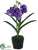 Vanda Orchid Plant - Lavender - Pack of 6