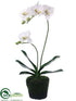 Silk Plants Direct Phalaenopsis Orchid Plant - White - Pack of 6
