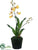Oncidium Orchid Plant - Yellow - Pack of 6