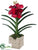Vanda Orchid Plant - Crimson - Pack of 2