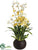 Dancing Orchid Plant - Yellow - Pack of 1