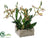 Starolous Orchid Plant - Green Burgundy - Pack of 4