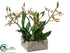 Silk Plants Direct Starolous Orchid Plant - Green Burgundy - Pack of 4
