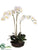 Phalaenopsis Orchid Plant - Cream Yellow - Pack of 1