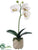 Phalaenopsis Orchid Plant - White - Pack of 6