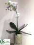 Silk Plants Direct Phalaenopsis Orchid Plant - White - Pack of 6