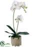 Silk Plants Direct Phalaenopsis Orchid Plant - White - Pack of 2