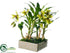 Silk Plants Direct Star Orchid Plant - Green Cream - Pack of 1