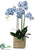 Phalaenopsis Orchid Plant - Blue Delphinium - Pack of 1