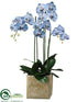 Silk Plants Direct Phalaenopsis Orchid Plant - Blue Delphinium - Pack of 1