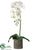 Phalaenopsis Orchid Plant - White Green - Pack of 1