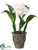 Cattleya Orchid Plant - White - Pack of 4