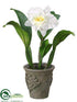 Silk Plants Direct Cattleya Orchid Plant - White - Pack of 4