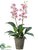 Silk Plants Direct Epidendrum Orchid Plant - Orchid - Pack of 1
