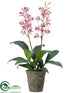 Silk Plants Direct Epidendrum Orchid Plant - Orchid - Pack of 1