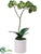 Phalaenopsis Orchid Plant - Green - Pack of 6