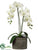 Phalaenopsis Orchid Plant - White Green - Pack of 2