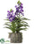 Vanda Orchid Plant - Purple - Pack of 1