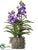 Vanda Orchid Plant - Purple - Pack of 1