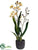 Sharry Oncidium Orchid Plant - Yellow Peach - Pack of 1