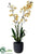 Sharry Oncidium Orchid Plant - Yellow Peach - Pack of 1