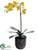 Phalaenopsis Orchid Plant - Yellow Peach - Pack of 1