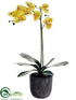 Silk Plants Direct Phalaenopsis Orchid Plant - Yellow Peach - Pack of 1