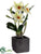 Cattleya Orchid Plant - Cream Yellow - Pack of 1