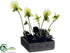 Silk Plants Direct Lady Slipper Orchid - Cream Green - Pack of 1